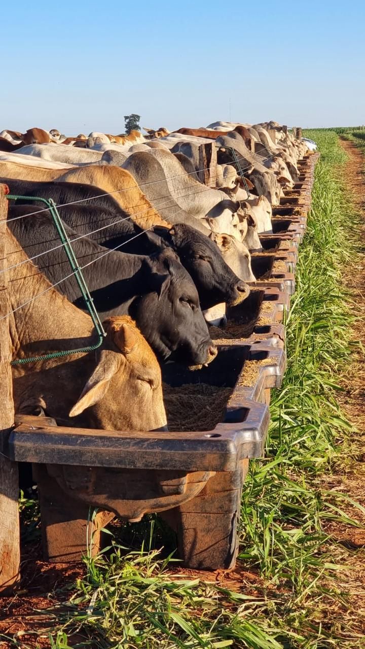 Gado se alimentando em fila no cocho Banda Forte