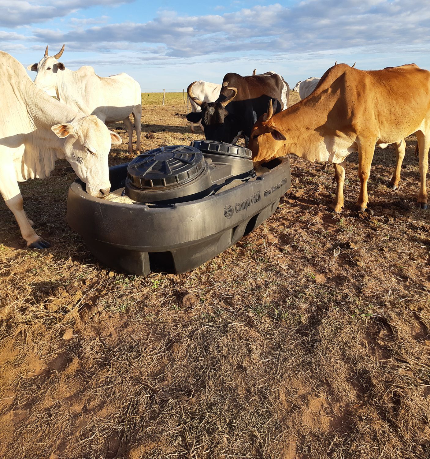 Gado se alimentando no Giro Cocho 2100
